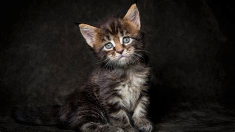 Hd Pussy Wallpapers .